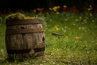 Close-up of birdhouse on tree stump in field