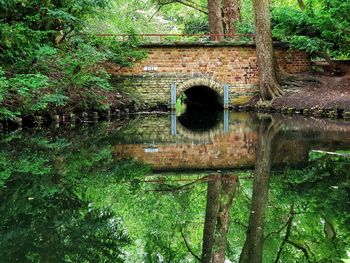 Reflection of trees in lake