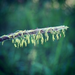 Close-up of spiked plant