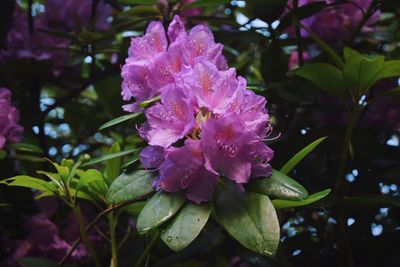 Close-up of pink flowers