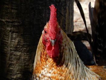 Close-up of rooster in malaga province in spain.