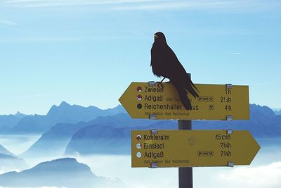 Low angle view of bird perching on sign against sky