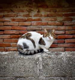 Cat sitting on brick wall