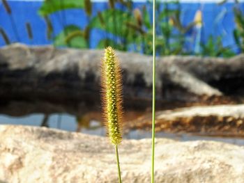 Close-up of plant