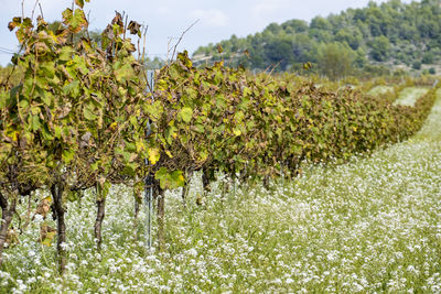 Plants growing in vineyard