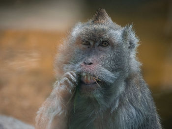 Close-up of monkey