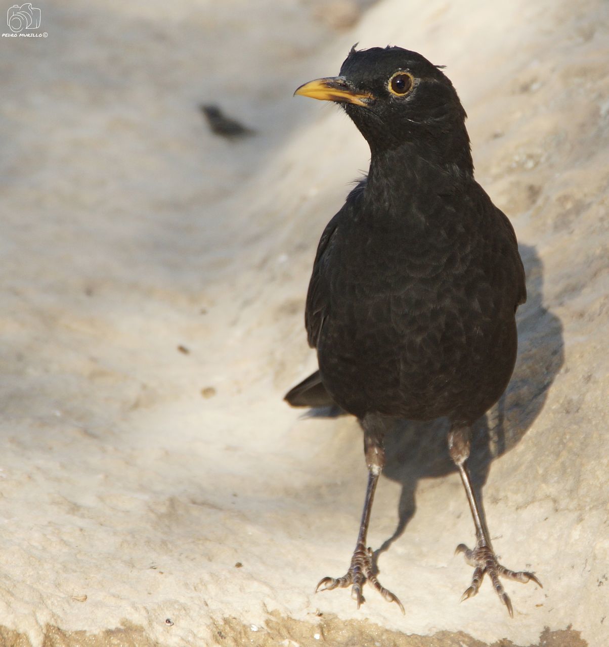 bird, vertebrate, one animal, animals in the wild, animal wildlife, day, no people, black color, focus on foreground, nature, full length, close-up, perching, outdoors, looking, looking away, land