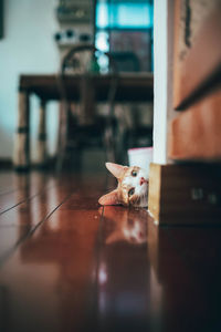 Portrait of a dog at home