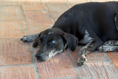 Portrait of dog with differently colored eyes relaxing on footpath