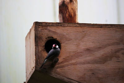 Close-up of a bird on wooden birdhouse