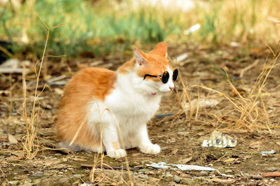 Portrait of cat on field