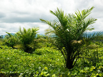 Palm tree by plants against sky