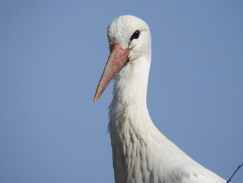 Close-up of a bird against clear blue sky