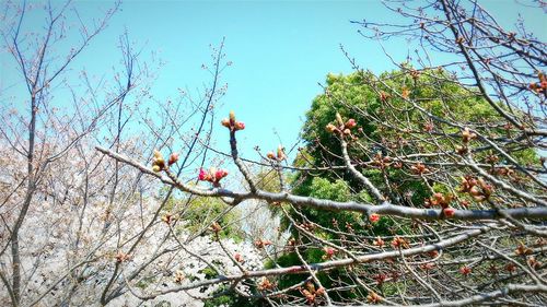 Low angle view of tree against sky