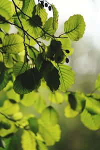 Close-up of green leaves on plant