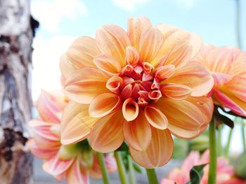 Close-up of pink dahlia