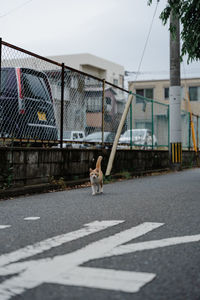 Rear view of man walking on road