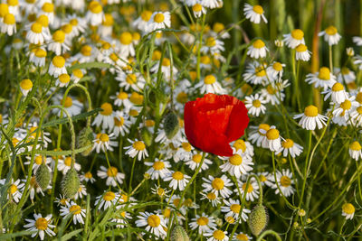 Close-up of red flowering plant on field