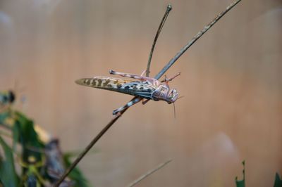 Close-up of damselfly on leaf