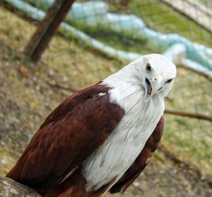 Close-up of white bird