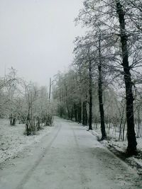 Road passing through bare trees