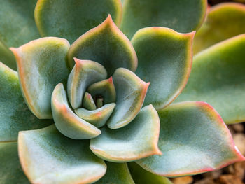 Succulent plant close up white wax on fresh leaves detail of echeveria plant 