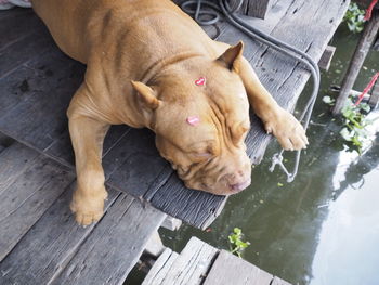 High angle view of dog relaxing on wood