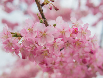 Close-up of pink flowers on tree