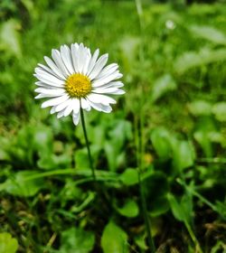 Close-up of flower blooming in spring