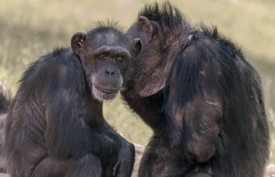 Close-up portrait of monkey