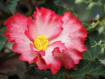 Close-up of pink flower blooming outdoors