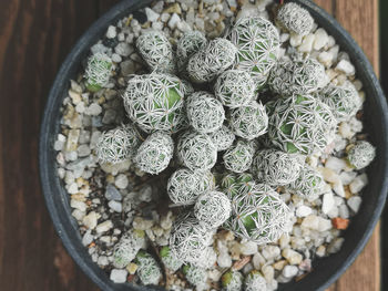 High angle view of succulent plant on table