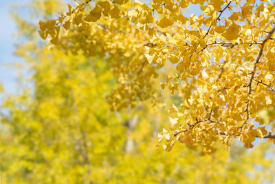 Low angle view of yellow flowering plant