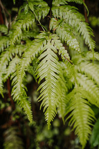 Close-up of fern leaves