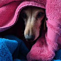 Close-up portrait of dog covered with towels