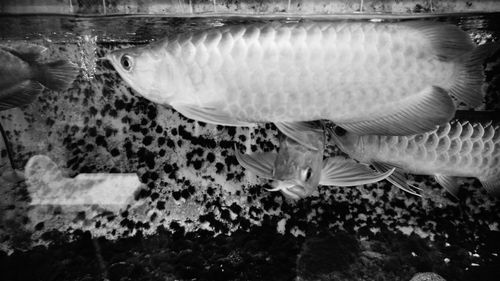 Close-up of fish swimming in aquarium