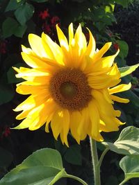 Close-up of fresh sunflower blooming outdoors