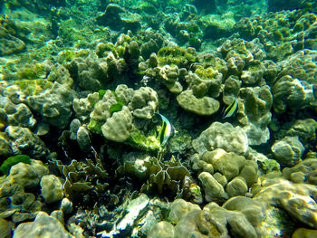 High angle view of coral in sea