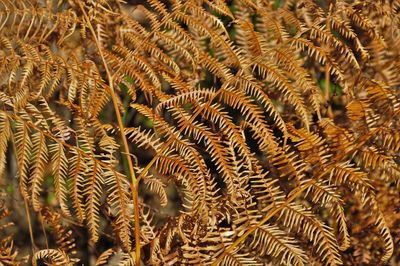 Full frame shot of plants