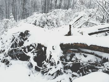 Snow covered trees on field