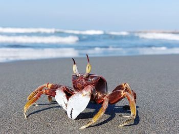 Close-up of crab on beach