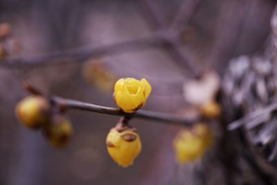 Close-up of yellow flower blooming outdoors