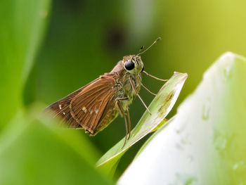 Close-up of insect on plant