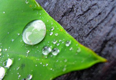 Close-up of raindrops on green leaves