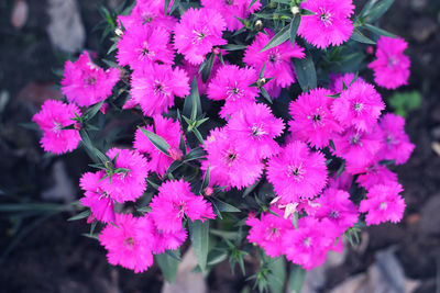 High angle view of pink flowering plants