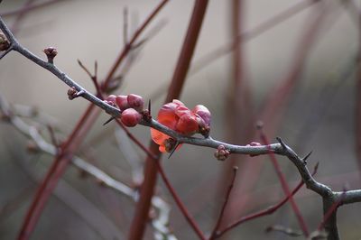 Close-up of red flowers on branch