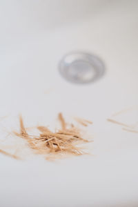 Close-up of dry leaf on table