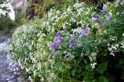 Close-up of purple flowers growing on tree