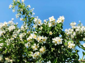 Close-up of white flowering plant