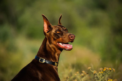 Close-up of doberman pinscher on field